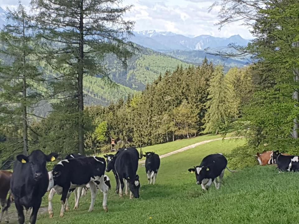 Apartamento Holzhaus "Zum Schwarz'N" Aurach am Hongar Exterior foto